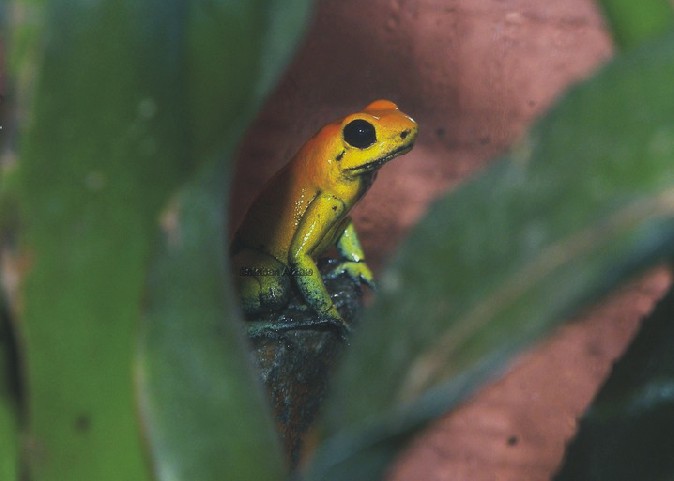 Phyllobates bicolor Bild02